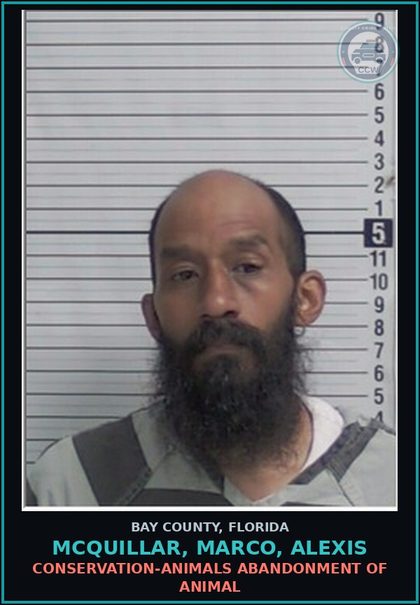 CCW arrest card for MCQUILLAR, MARCO, ALEXIS in Bay County: CONSERVATION-ANIMALS ABANDONMENT OF ANIMAL