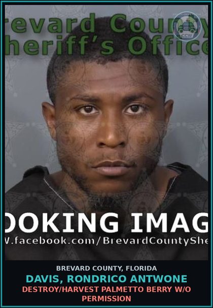 CCW arrest card for DAVIS, RONDRICO ANTWONE in Brevard County: Destroy/Harvest Palmetto Berry W/O Permission