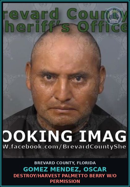 CCW arrest card for GOMEZ MENDEZ, OSCAR in Brevard County: Destroy/Harvest Palmetto Berry W/O Permission