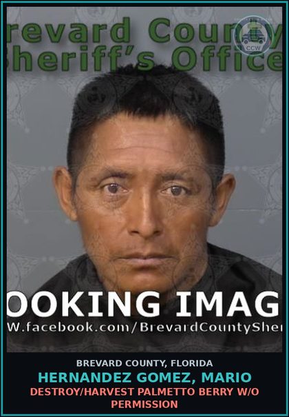 CCW arrest card for HERNANDEZ GOMEZ, MARIO in Brevard County: Destroy/Harvest Palmetto Berry W/O Permission