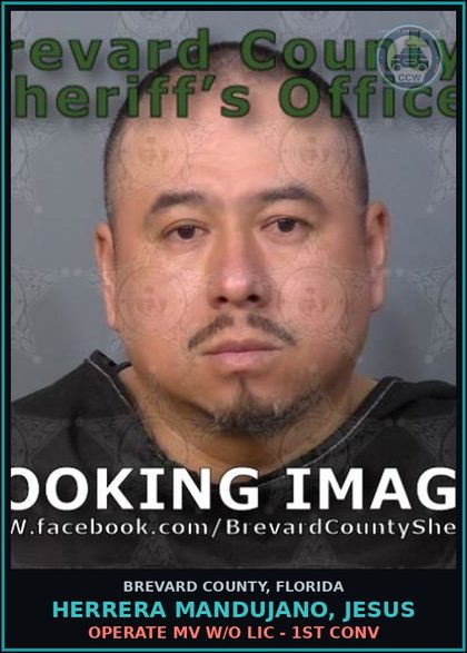 CCW arrest card for HERRERA MANDUJANO, JESUS in Brevard County: Operate MV W/O Lic - 1st Conv