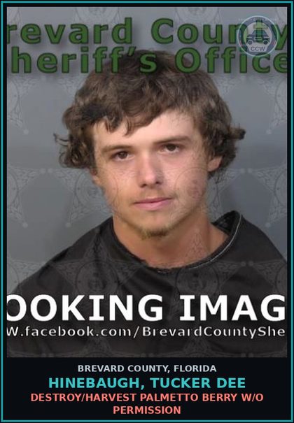 CCW arrest card for HINEBAUGH, TUCKER DEE in Brevard County: Destroy/Harvest Palmetto Berry W/O Permission