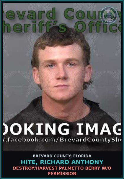 CCW arrest card for HITE, RICHARD ANTHONY in Brevard County: Destroy/Harvest Palmetto Berry W/O Permission