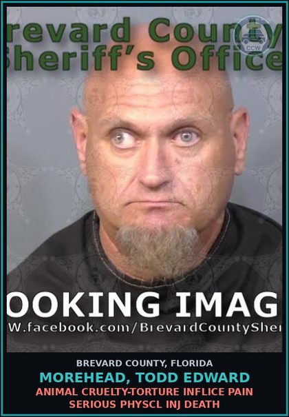 CCW arrest card for Morehead, Todd Edward in Brevard County: Animal Cruelty-Torture Inflice Pain Serious Physcl Inj Death