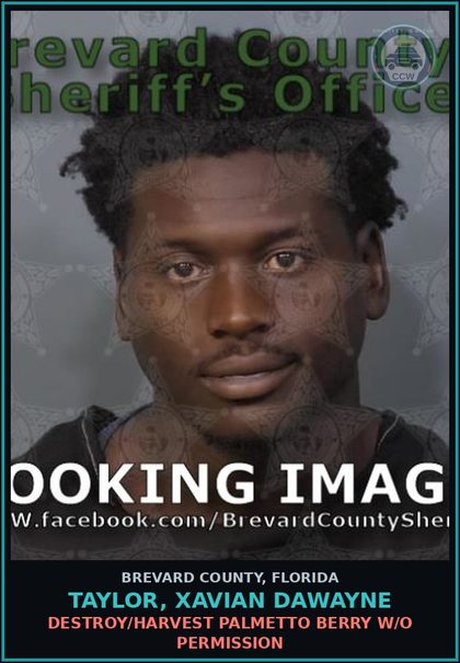 CCW arrest card for TAYLOR, XAVIAN Dawayne in Brevard County: Destroy/Harvest Palmetto Berry W/O Permission