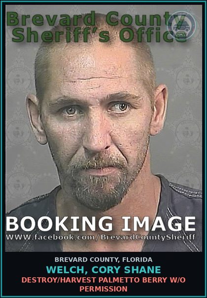 CCW arrest card for WELCH, CORY SHANE in Brevard County: Destroy/Harvest Palmetto Berry W/O Permission
