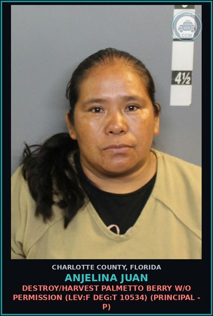 CCW arrest card for ANJELINA JUAN in Charlotte County: DESTROY/HARVEST PALMETTO BERRY W/O PERMISSION (LEV:F DEG:T 10534) (Principal - P)
