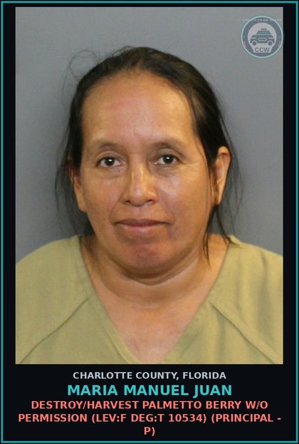 CCW arrest card for MARIA MANUEL JUAN in Charlotte County: DESTROY/HARVEST PALMETTO BERRY W/O PERMISSION (LEV:F DEG:T 10534) (Principal - P)