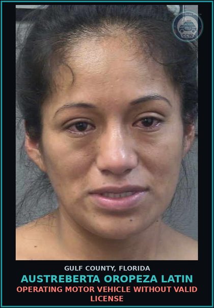 CCW arrest card for AUSTREBERTA OROPEZA LATIN in Gulf County: OPERATING MOTOR VEHICLE WITHOUT VALID LICENSE