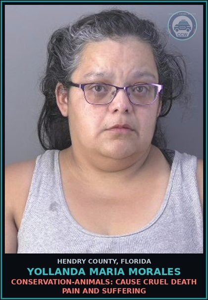 CCW arrest card for YOLLANDA MARIA MORALES in Hendry County: CONSERVATION-ANIMALS: CAUSE CRUEL DEATH PAIN AND SUFFERING