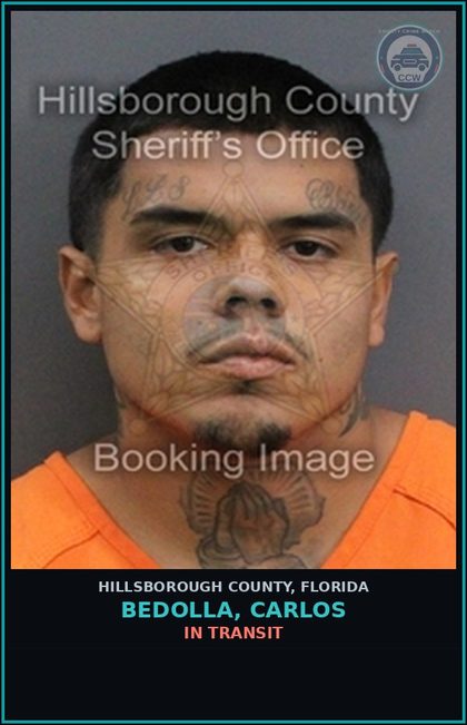 CCW arrest card for BEDOLLA, CARLOS in Hillsborough County: In Transit