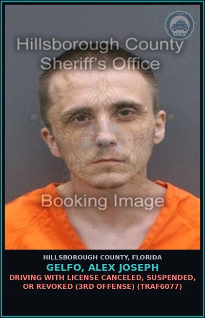 CCW arrest card for GELFO, ALEX JOSEPH in Hillsborough County: DRIVING WITH LICENSE CANCELED, SUSPENDED, OR REVOKED (3RD OFFENSE) (TRAF6077)