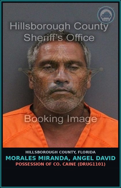 CCW arrest card for MORALES MIRANDA, ANGEL DAVID in Hillsborough County: DRIVING WHILE LICENSE CANCELED, SUSPENDED, OR REVOKED (SECOND OR SUBSEQUENT OFFENSE) (TRAF6069)