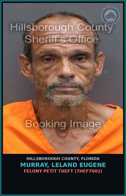 CCW arrest card for MURRAY, LELAND EUGENE in Hillsborough County: FELONY PETIT THEFT (THEF7002)