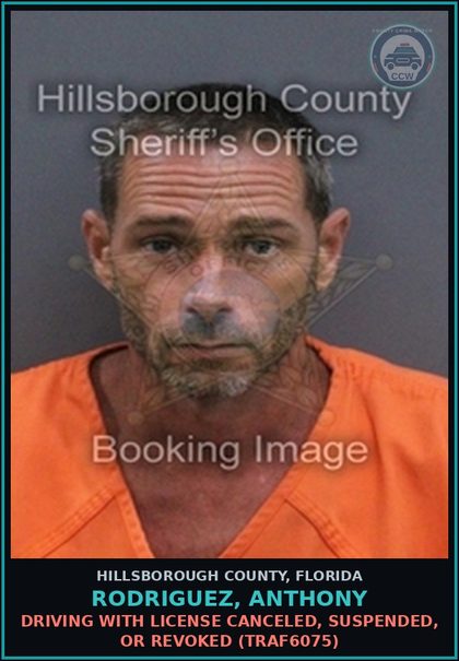 CCW arrest card for RODRIGUEZ, ANTHONY in Hillsborough County: DRIVING WITH LICENSE CANCELED, SUSPENDED, OR REVOKED (TRAF6075)