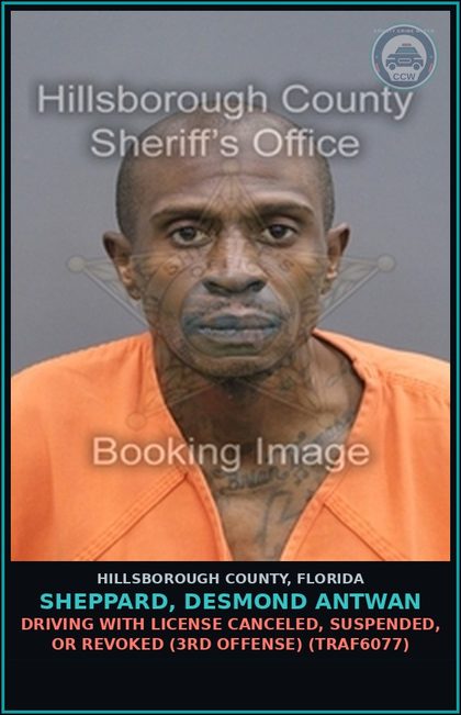 CCW arrest card for SHEPPARD, DESMOND ANTWAN in Hillsborough County: DRIVING WITH LICENSE CANCELED, SUSPENDED, OR REVOKED (3RD OFFENSE) (TRAF6077)