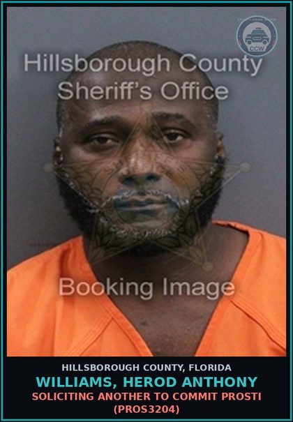 CCW arrest card for WILLIAMS, HEROD ANTHONY in Hillsborough County: SOLICITING ANOTHER TO COMMIT Prosti (PROS3204)