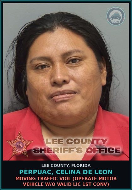CCW arrest card for PERPUAC, CELINA DE LEON in Lee County: MOVING TRAFFIC VIOL  (OPERATE MOTOR VEHICLE W/O VALID LIC 1ST CONV)