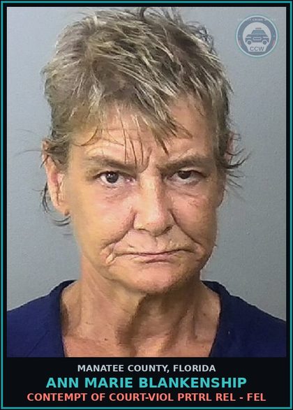 CCW arrest card for ANN MARIE BLANKENSHIP in Manatee County: CONTEMPT OF COURT-VIOL PRTRL REL - FEL
