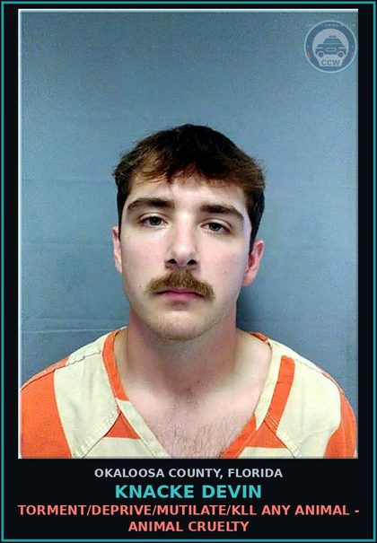 CCW arrest card for Knacke Devin in Okaloosa County: TORMENT/DEPRIVE/MUTILATE/KILL ANY ANIMAL - ANIMAL CRUELTY