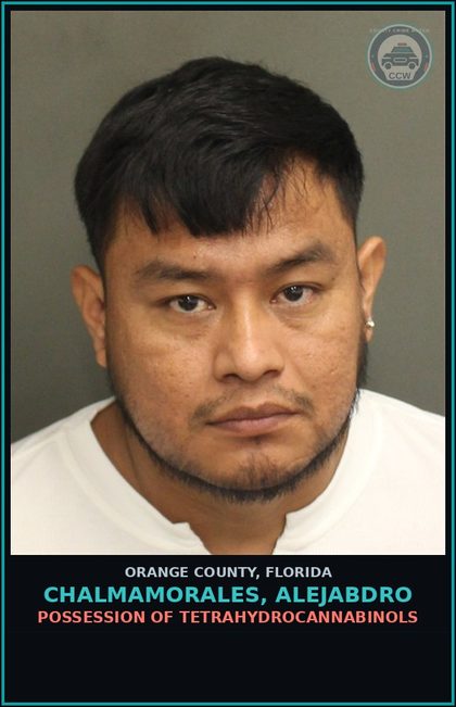 CCW arrest card for CHALMAMORALES, ALEJABDRO in Orange County: MOVING TRAFFIC VIOL-OPERATE MOTOR VEHICLE W/O VALID LIC 1ST CONV