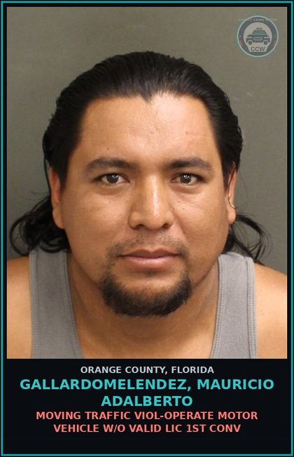 CCW arrest card for GALLARDOMELENDEZ, MAURICIO ADALBERTO in Orange County: MOVING TRAFFIC VIOL-OPERATE MOTOR VEHICLE W/O VALID LIC 1ST CONV