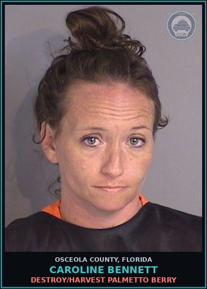 CCW arrest card for CAROLINE BENNETT in Osceola County: DESTROY/HARVEST PALMETTO BERRY