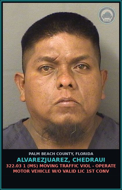 CCW arrest card for ALVAREZJUAREZ, CHEDRAUI in Palm Beach County: 322.03 1 (MS) MOVING TRAFFIC VIOL - OPERATE MOTOR VEHICLE W/O VALID LIC 1ST CONV