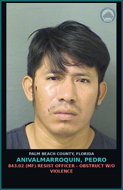 CCW arrest card for ANIVALMARROQUIN, PEDRO in Palm Beach County: 322.03 1 (MS) MOVING TRAFFIC VIOL - OPERATE MOTOR VEHICLE W/O VALID LIC 1ST CONV