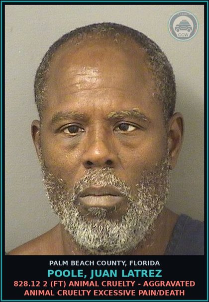 CCW arrest card for POOLE, JUAN LATREZ in Palm Beach County: 828.12 2 (FT) ANIMAL CRUELTY - AGGRAVATED ANIMAL CRUELTY EXCESSIVE PAIN/DEATH