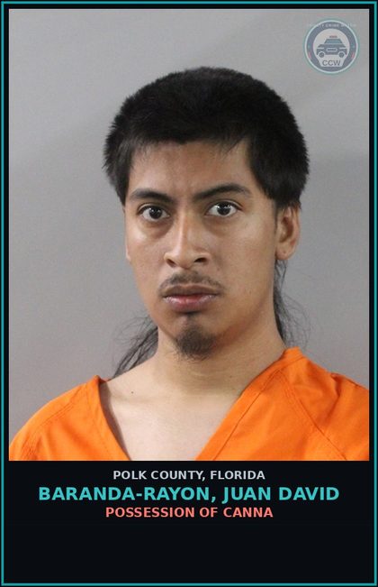 CCW arrest card for BARANDA-RAYON, JUAN DAVID in Polk County: POSSESSION OF Canna