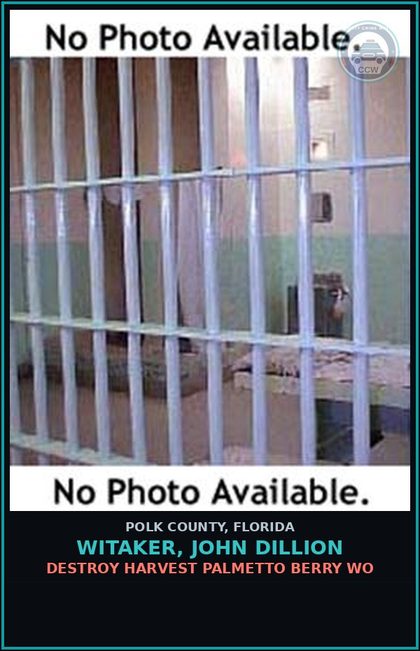 CCW arrest card for WITAKER, JOHN DILLION in Polk County: Destroy Harvest Palmetto Berry WO