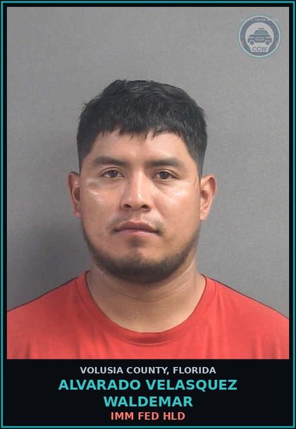 CCW arrest card for ALVARADO VELASQUEZ WALDEMAR in Volusia County: IMM FED HLD