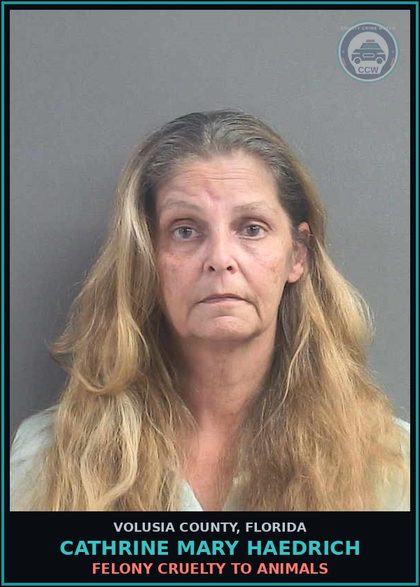 CCW arrest card for CATHRINE MARY HAEDRICH in Volusia County: FELONY CRUELTY TO ANIMALS