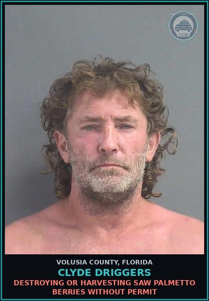 CCW arrest card for CLYDE DRIGGERS in Volusia County: DESTROYING OR HARVESTING SAW PALMETTO BERRIES WITHOUT PERMIT