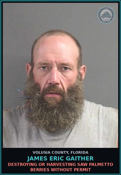CCW arrest card for JAMES ERIC GAITHER in Volusia County: DESTROYING OR HARVESTING SAW PALMETTO BERRIES WITHOUT PERMIT