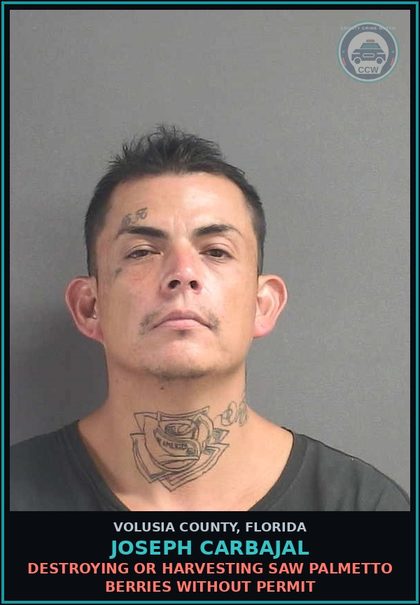 CCW arrest card for JOSEPH CARBAJAL in Volusia County: DESTROYING OR HARVESTING SAW PALMETTO BERRIES WITHOUT PERMIT