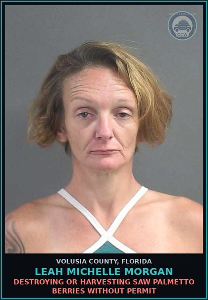 CCW arrest card for LEAH MICHELLE MORGAN in Volusia County: DESTROYING OR HARVESTING SAW PALMETTO BERRIES WITHOUT PERMIT