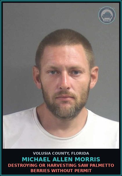 CCW arrest card for MICHAEL ALLEN MORRIS in Volusia County: DESTROYING OR HARVESTING SAW PALMETTO BERRIES WITHOUT PERMIT