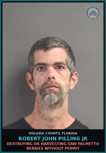 CCW arrest card for ROBERT JOHN PILLING JR in Volusia County: DESTROYING OR HARVESTING SAW PALMETTO BERRIES WITHOUT PERMIT