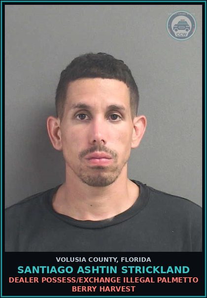 CCW arrest card for SANTIAGO ASHTIN STRICKLAND in Volusia County: DEALER POSSESS/EXCHANGE ILLEGAL PALMETTO BERRY HARVEST