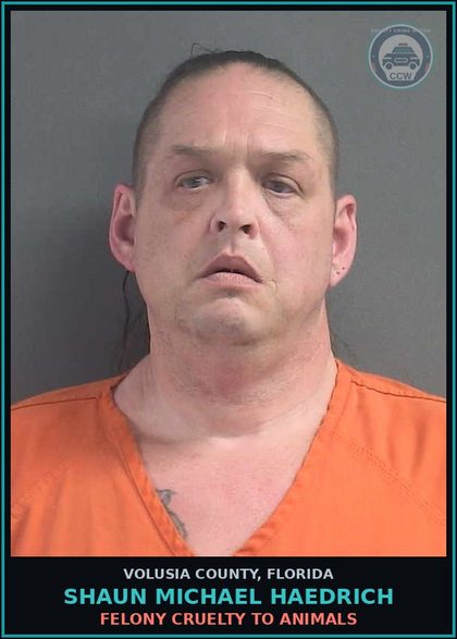 CCW arrest card for SHAUN MICHAEL HAEDRICH in Volusia County: FELONY CRUELTY TO ANIMALS