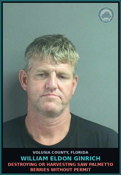 CCW arrest card for WILLIAM ELDON GINRICH in Volusia County: DESTROYING OR HARVESTING SAW PALMETTO BERRIES WITHOUT PERMIT