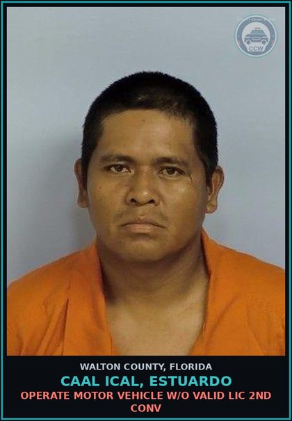 CCW arrest card for CAAL ICAL, ESTUARDO in Walton County: OPERATE MOTOR VEHICLE W/O VALID LIC 2ND CONV