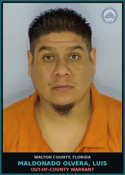 CCW arrest card for MALDONADO OLVERA, LUIS in Walton County: OUT-OF-COUNTY WARRANT