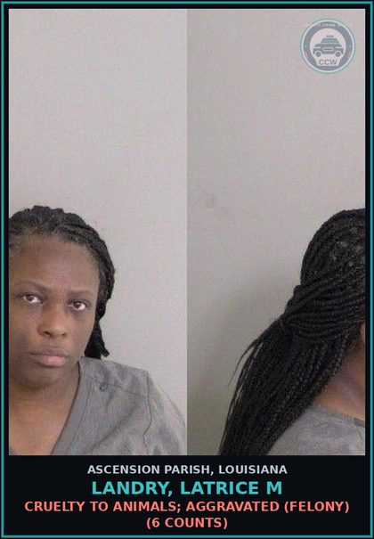 CCW arrest card for Landry, Latrice M in Ascension Parish: Animal Owner Responsibilities (5 counts)