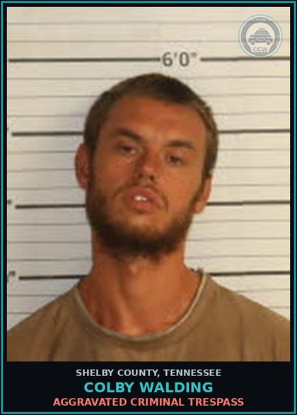 CCW arrest card for COLBY WALDING in Shelby County: AGGRAVATED CRIMINAL TRESPASS