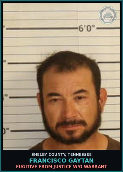 CCW arrest card for FRANCISCO GAYTAN in Shelby County: FUGITIVE FROM JUSTICE W/O WARRANT